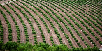 Orangenhaine in Spanien